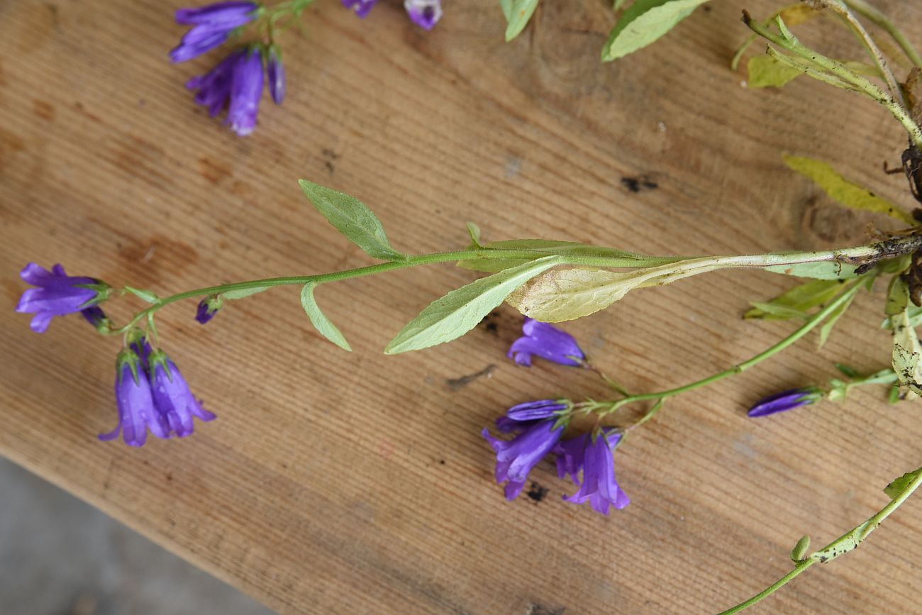 Изображение особи Campanula hohenackeri var. darialica.