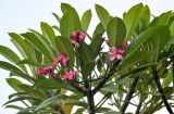 Plumeria rubra. Верхушка ветви с соцветиями. Египет, мухафаза Кена, г. Луксор, в культуре. 06.05.2023.