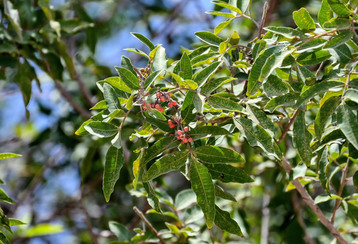 Изображение особи Schinus terebinthifolia.