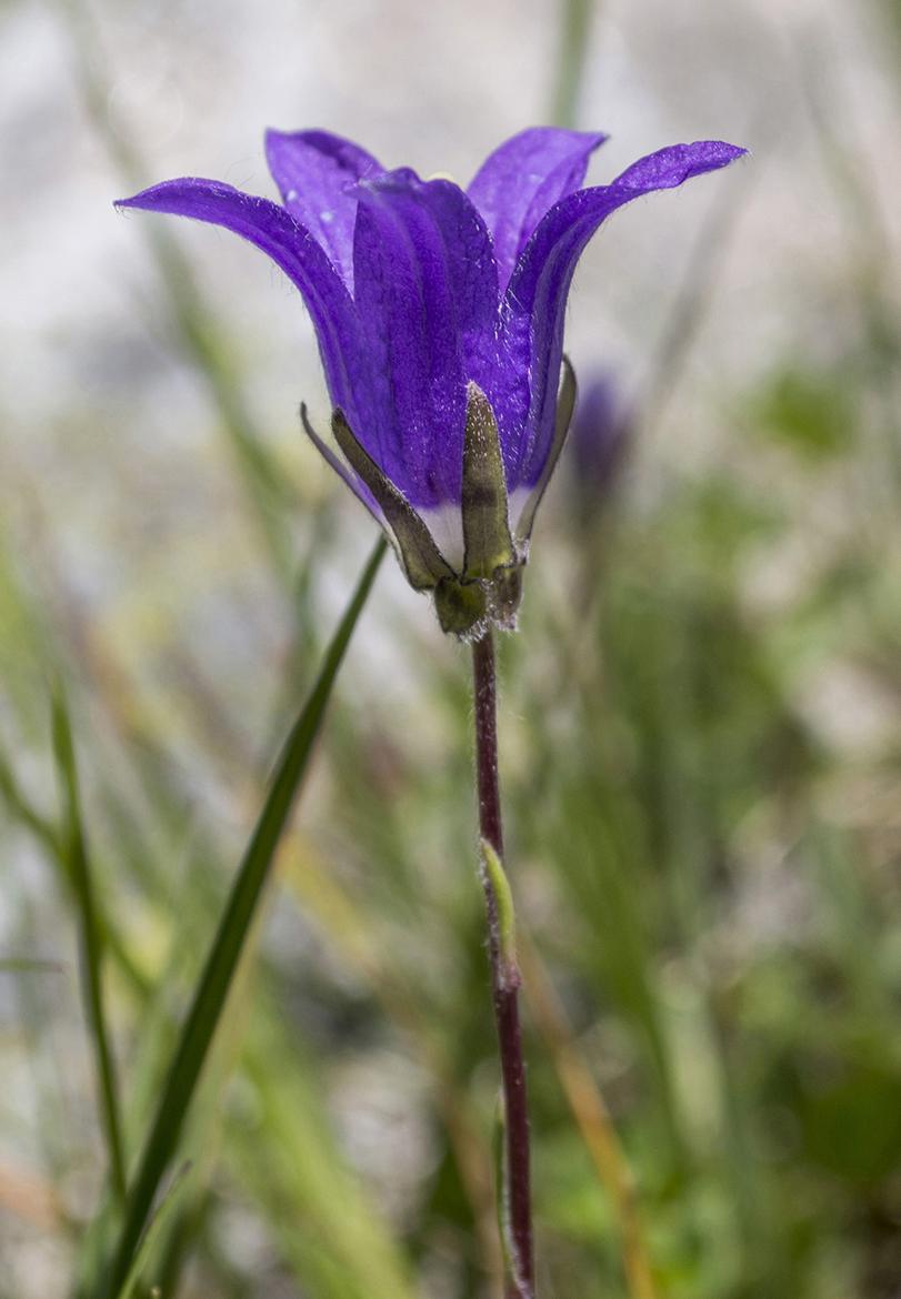 Изображение особи Campanula saxifraga.