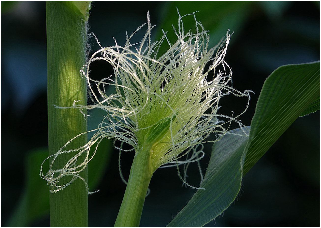 Image of Zea mays specimen.