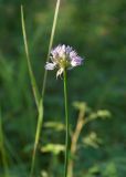 genus Allium. Верхушка цветущего растения. Республика Саха (Якутия), Хангаласский улус, правый берег р. Сиинэ (Синяя) напротив впадения р. Кыра-Тас, поляна в сосновом лесу. 25.07.2023.