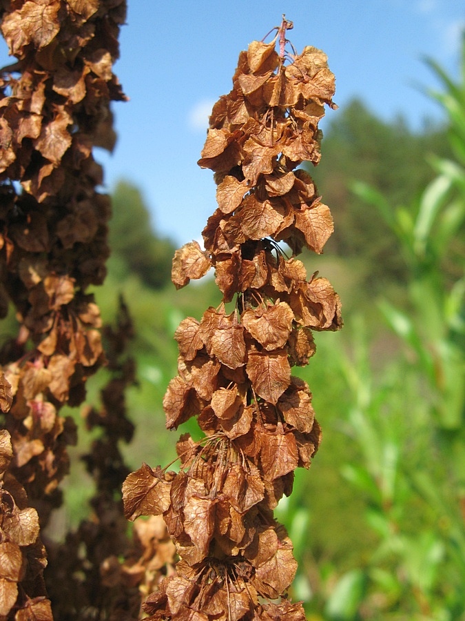 Image of Rumex aquaticus specimen.