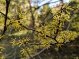 Hamamelis virginiana. Ветвь с соцветиями. Краснодарский край, федеральная территория Сириус, парк \"Южные Культуры\". 05.11.2023.