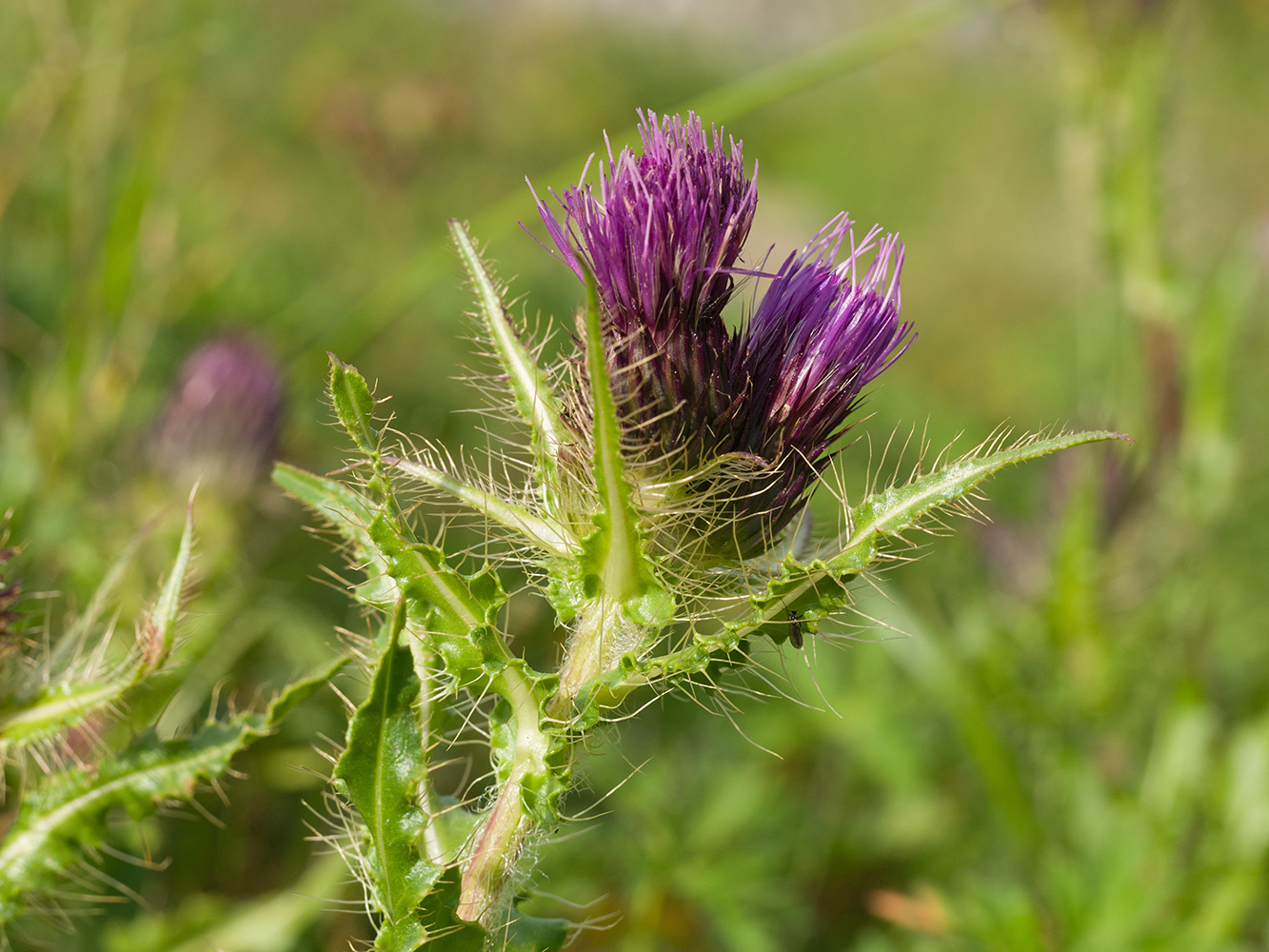 Изображение особи Cirsium simplex.