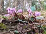 Cyclamen coum