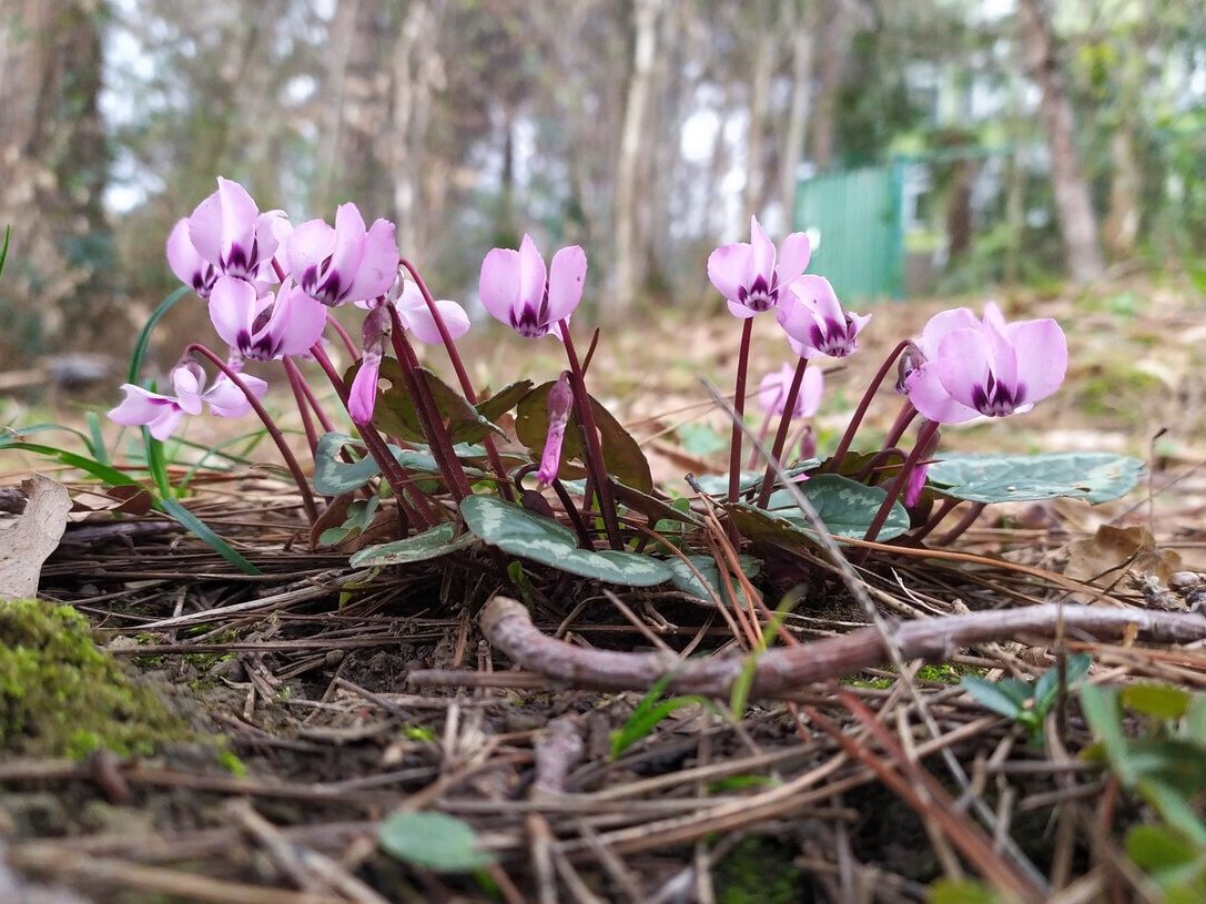 Image of Cyclamen coum specimen.