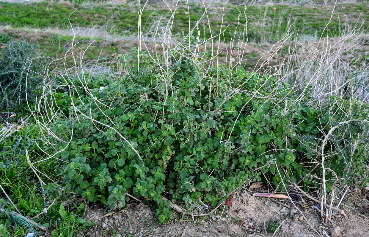 Image of Marrubium vulgare specimen.