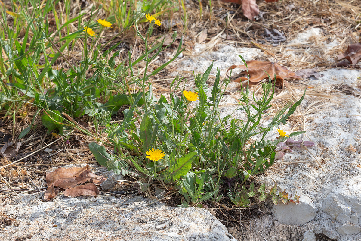 Изображение особи Crepis aculeata.