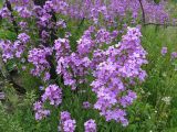 Hesperis matronalis