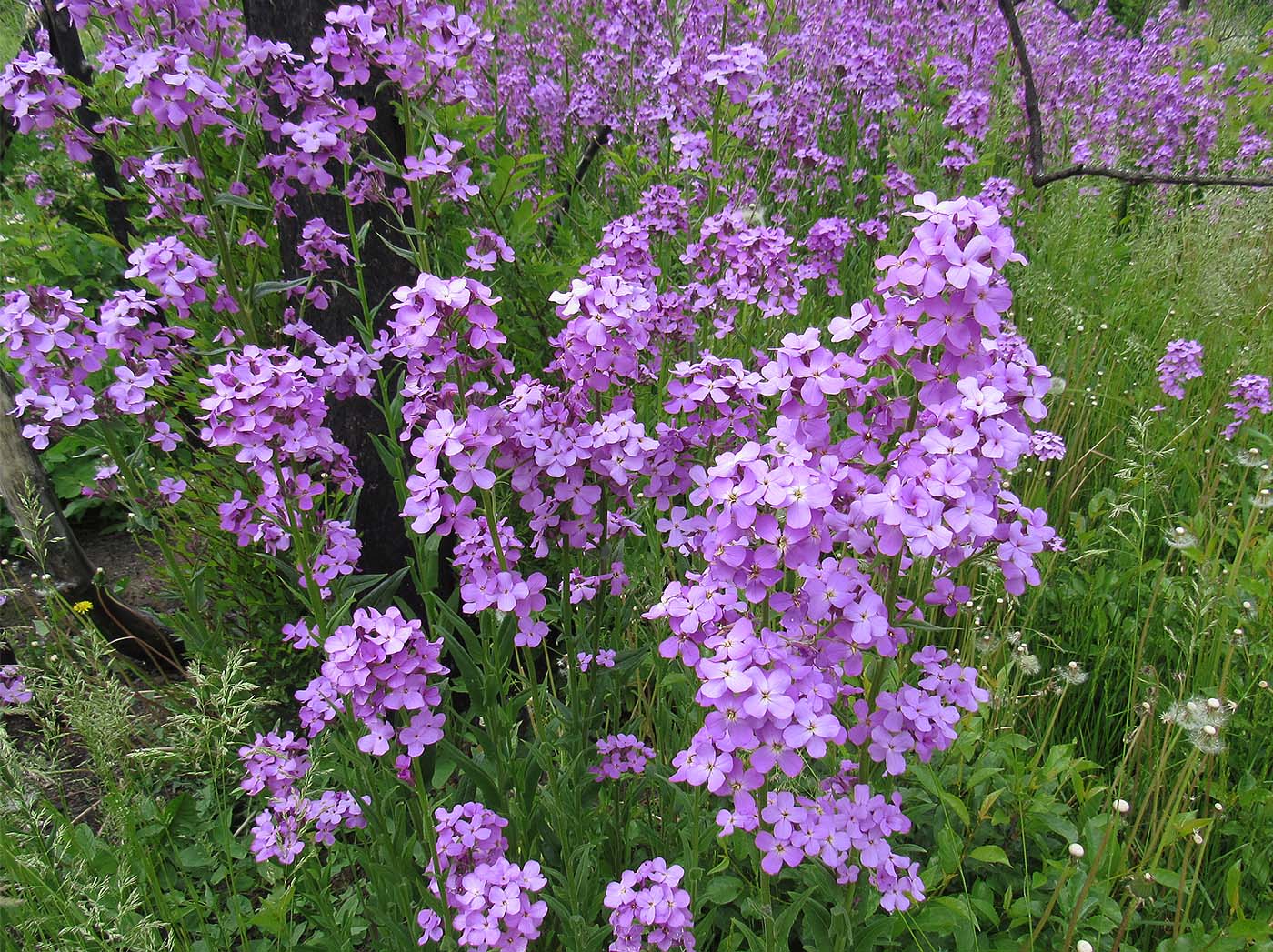 Image of Hesperis matronalis specimen.