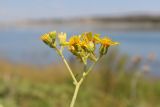 Senecio grandidentatus. Веточка с соцветиями. Крым, Симферополь, западный берег Симферопольского вдхр. 01.08.2024.