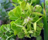 Cruciata taurica