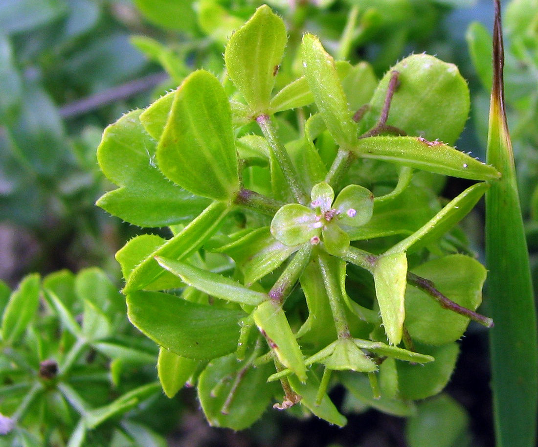 Image of Cruciata taurica specimen.