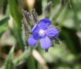 Anchusa azurea. Цветок. Краснодарский край, м/о Анапа, окр. пос. Куматырь, дол. р. Куматырь близ плотины нижнего пруда на пастбищном лугу. 18.06.2021.