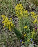 Galium verum. Цветущие растения в сообществе с Melampyrum arvense и Veronica incana. Оренбургская обл., Кувандыкский гор. округ, окр. г. Кувандык, луговой склон. 06.07.2023.