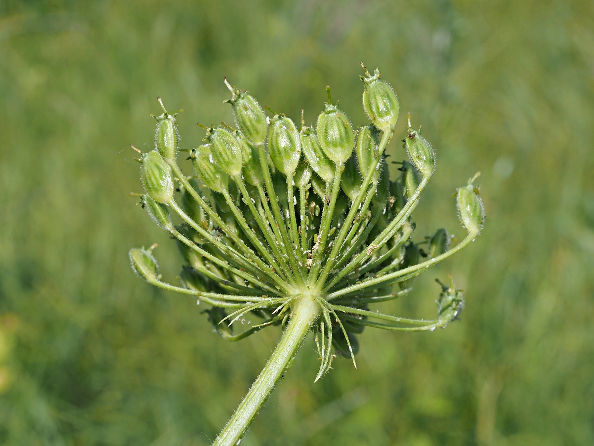 Image of Heracleum sosnowskyi specimen.