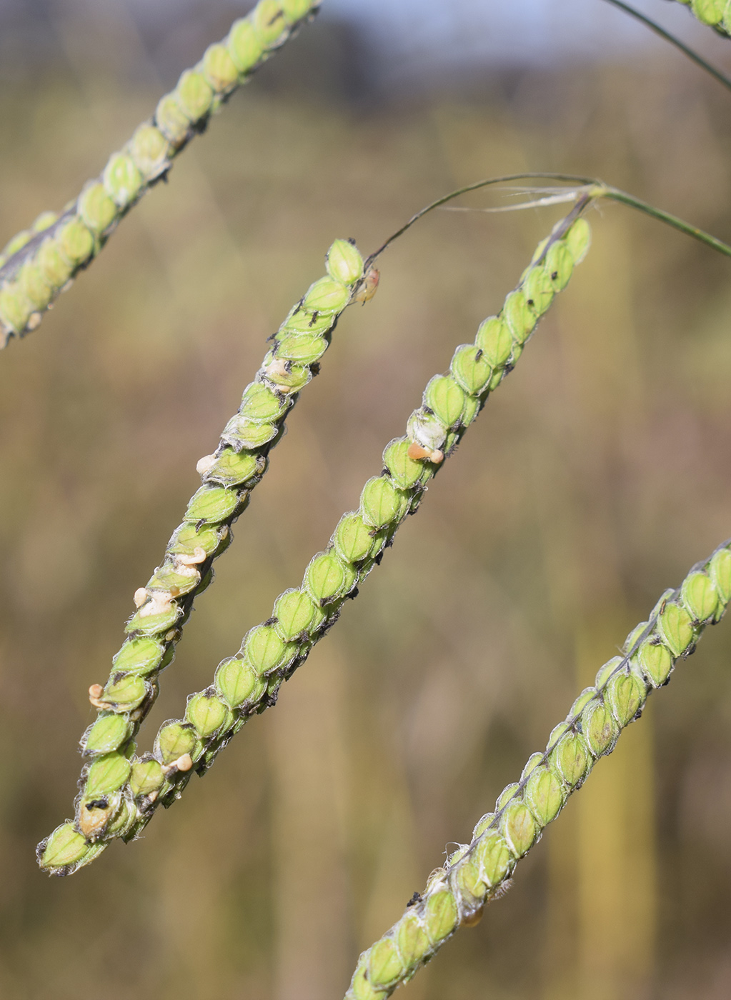 Изображение особи Paspalum dilatatum.