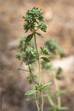 Teucrium capitatum