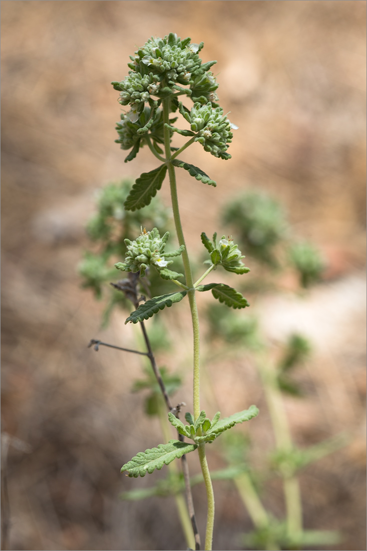 Image of Teucrium capitatum specimen.