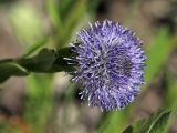 Globularia bisnagarica