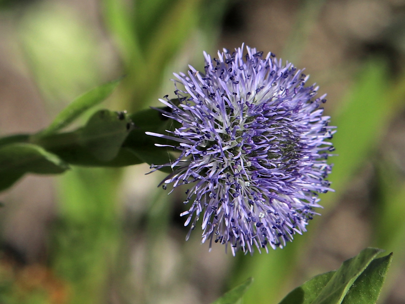 Изображение особи Globularia bisnagarica.