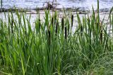 Typha latifolia