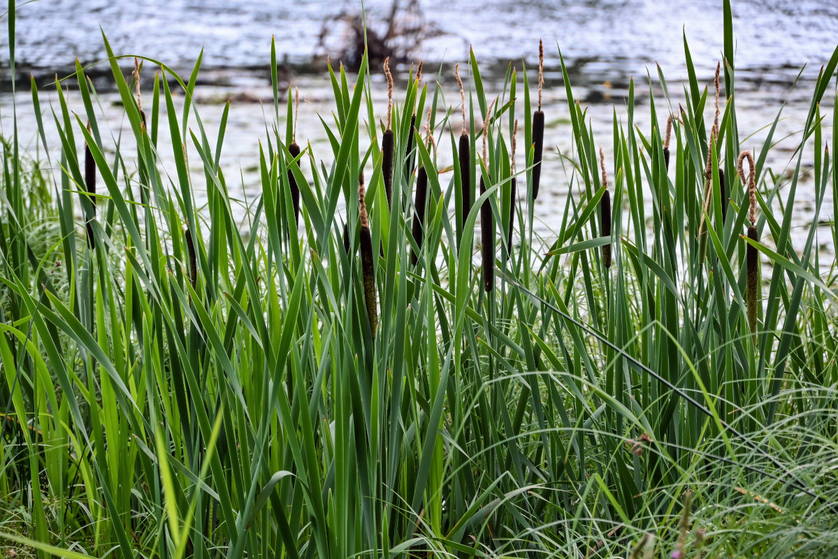 Изображение особи Typha latifolia.