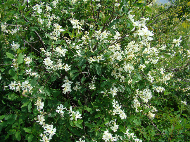 Image of Exochorda tianschanica specimen.