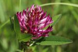 Trifolium medium