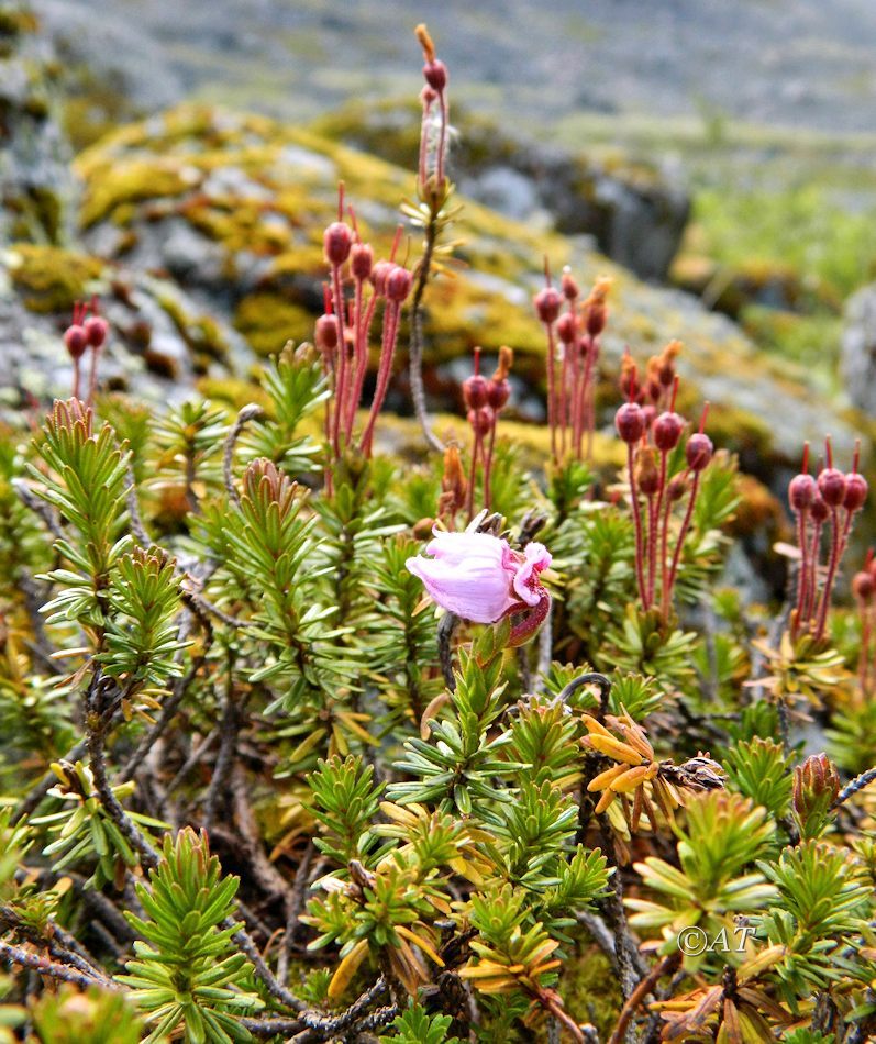 Изображение особи Phyllodoce caerulea.