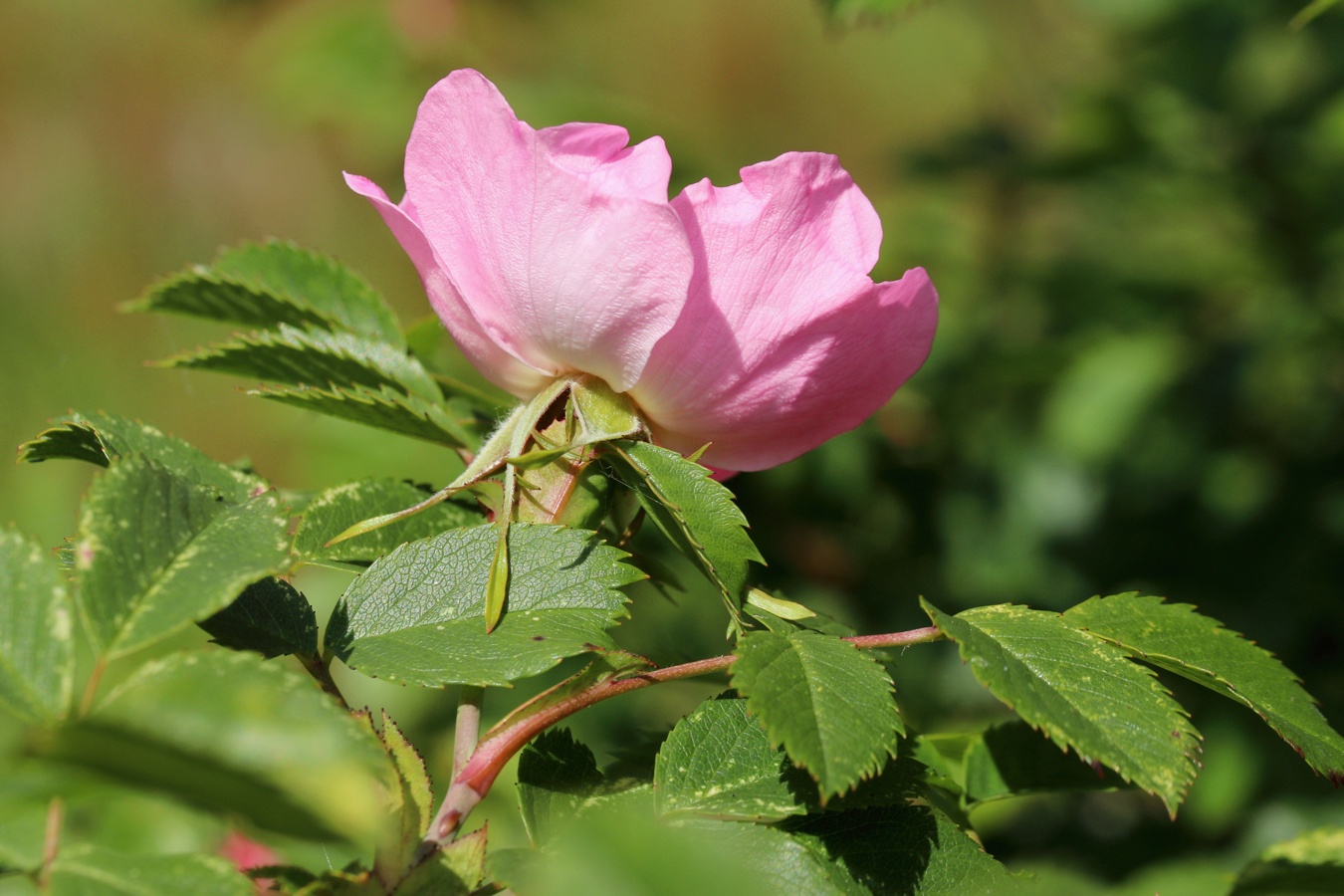 Image of Rosa subcanina specimen.