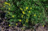 Potentilla argentea. Цветущие растения. Костромская обл., г. Кострома, устье р. Кострома, берег реки, окраина песчаного пляжа. 29.06.2024.