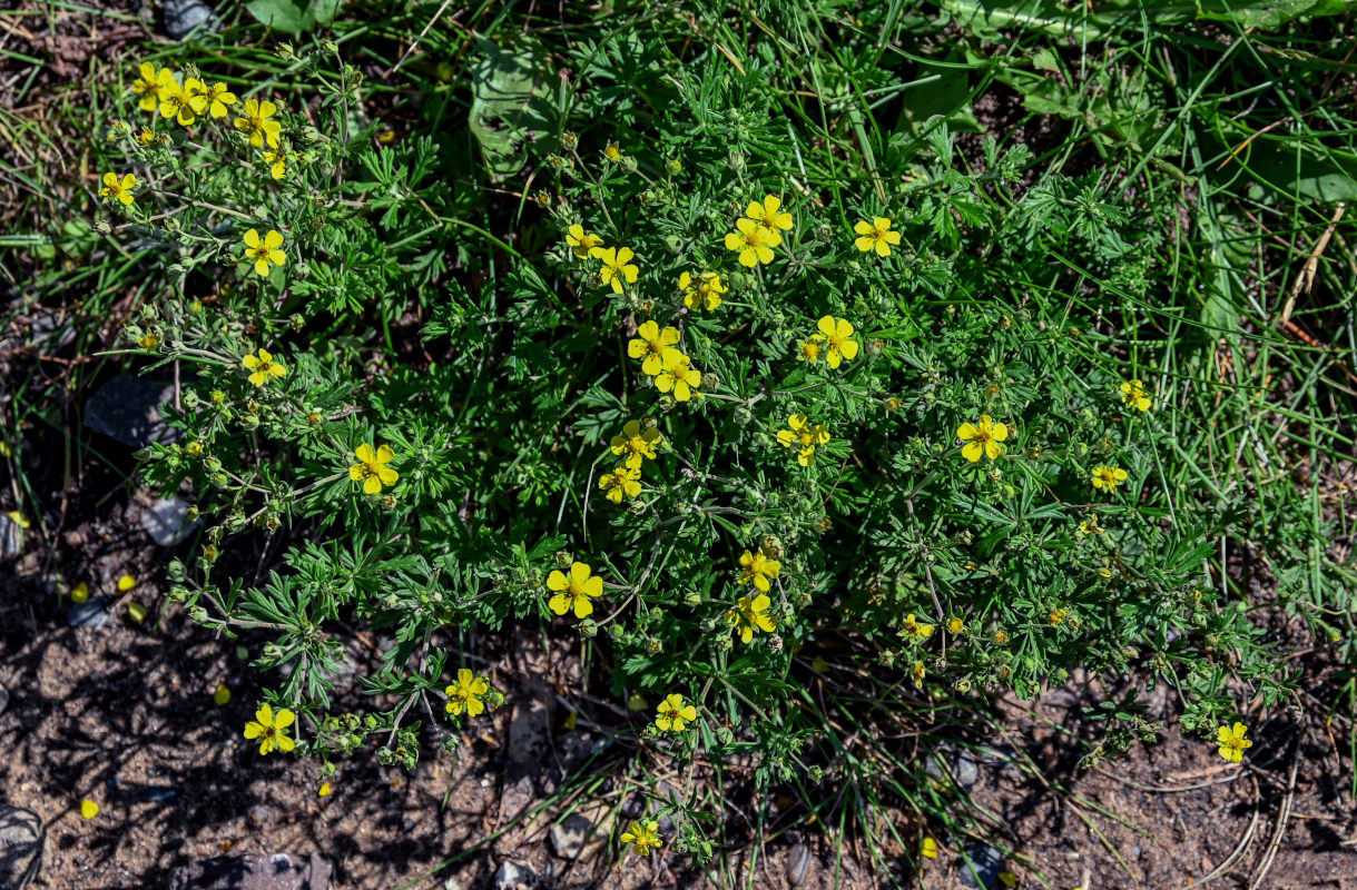 Image of Potentilla argentea specimen.