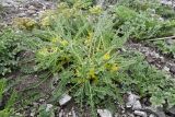 Astragalus lithophilus. Цветущее растение в сообществе с Archangelica brevicaulis. Казахстан, Заилийский Алатау в окр. г. Алматы, Большое Алматинское ущ., р-н Космостанции, ≈3500 м н.у.м., задернованные моренные отложения. 10 июля 2023 г.