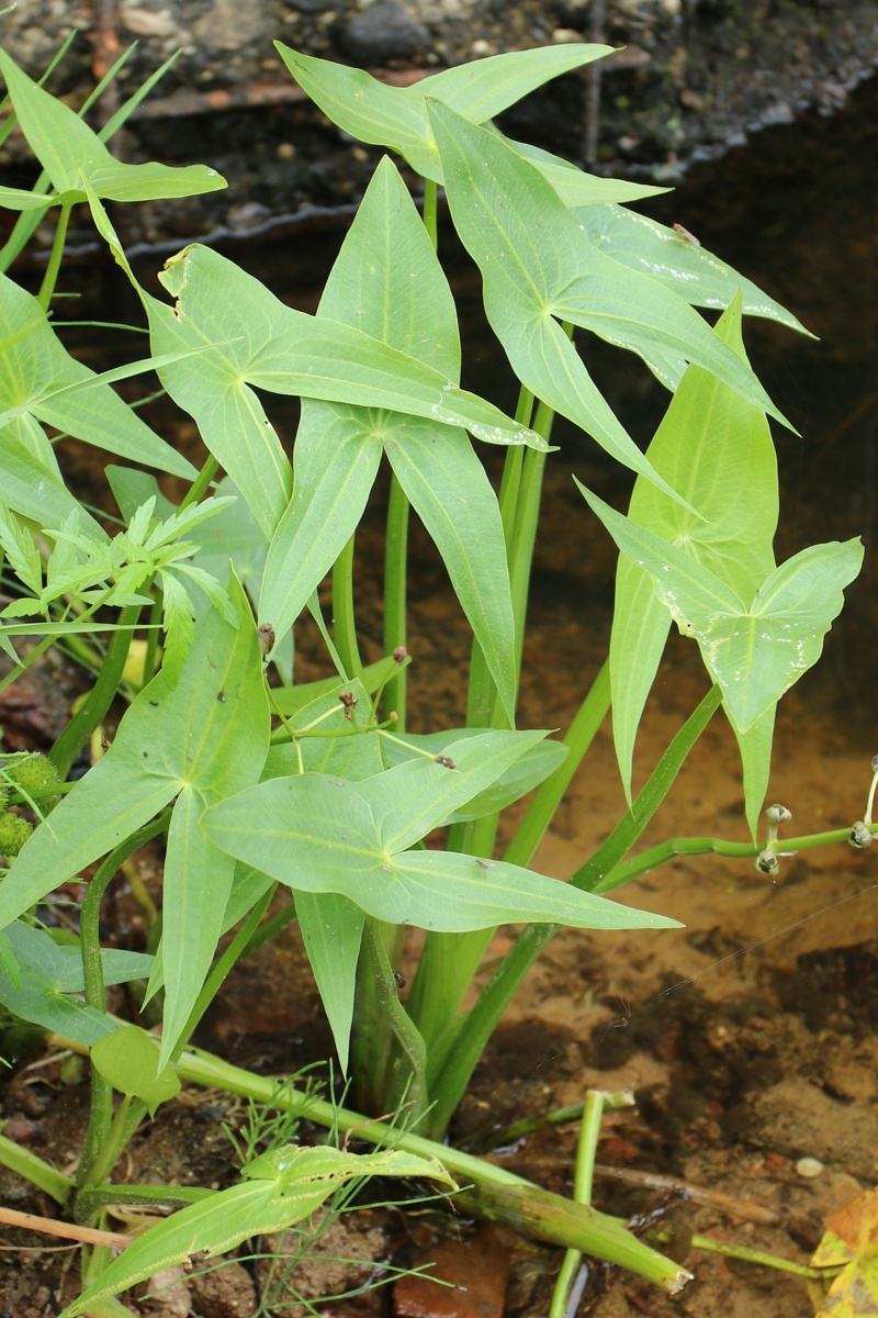 Изображение особи Sagittaria sagittifolia.