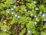 View full-size image Veronica persica