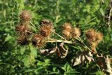 View full-size image Arctium lappa