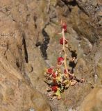 View full-size image Blitum virgatum