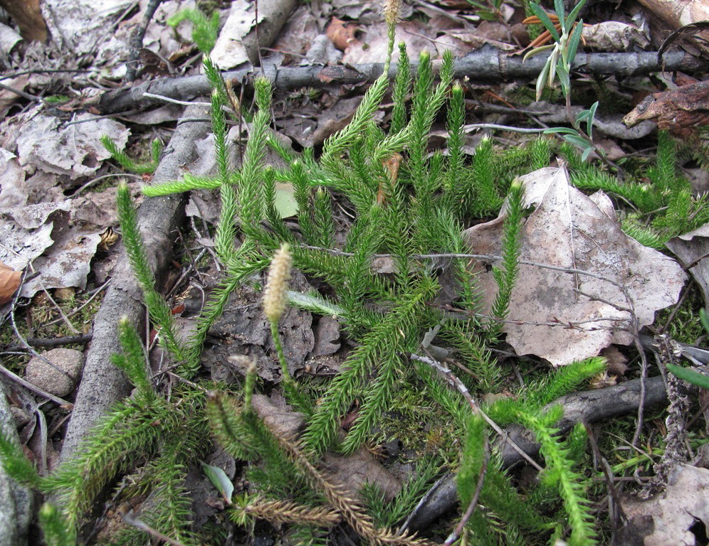 Изображение особи Lycopodium lagopus.