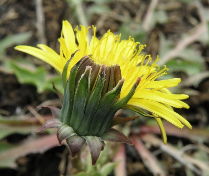 Image of Taraxacum tortilobum specimen.