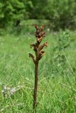 View full-size image genus Orobanche