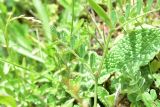 View full-size image Vicia sativa