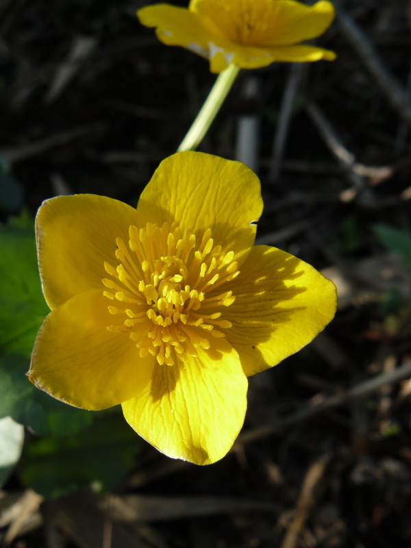 Image of genus Caltha specimen.