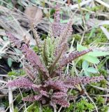 Pedicularis palustris