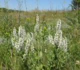 Salvia tesquicola. Цветущее растение (белоцветковая форма). Украина, Днепропетровская обл., балка в верховьях р. Самоткани. 04.06.2011.