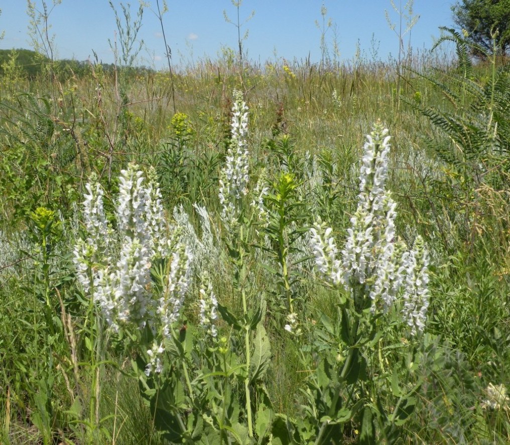 Изображение особи Salvia tesquicola.