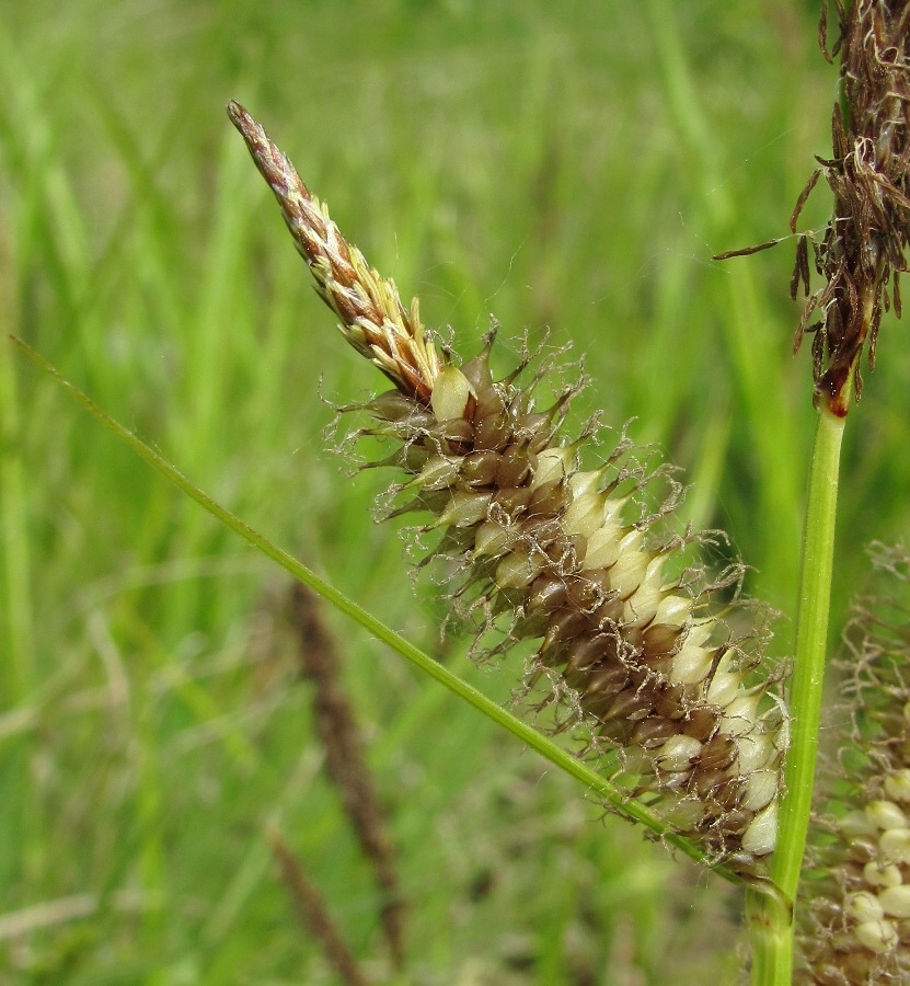 Image of Carex rhynchophysa specimen.