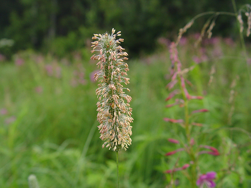 Image of Phleum pratense specimen.