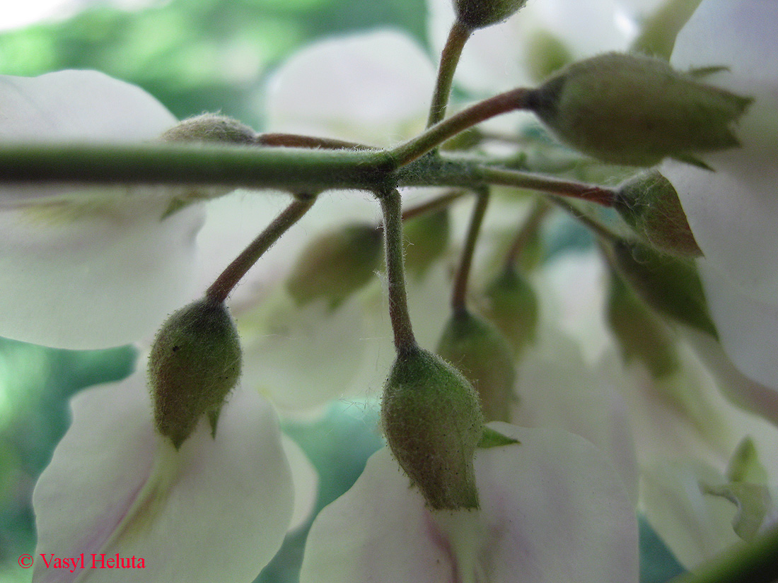 Image of Robinia luxurians specimen.